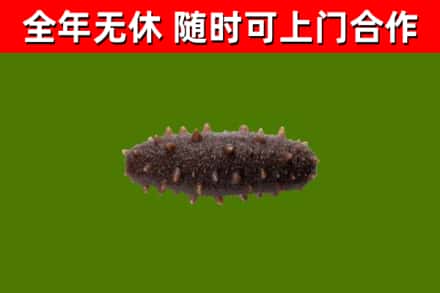 邯郸烟酒回收干海参.jpg